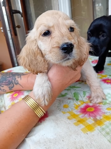 Продавам кокерчета American Cocker Spaniel, 2 Months, Vaccinated - Yes - city of Popovo | Dogs - снимка 1