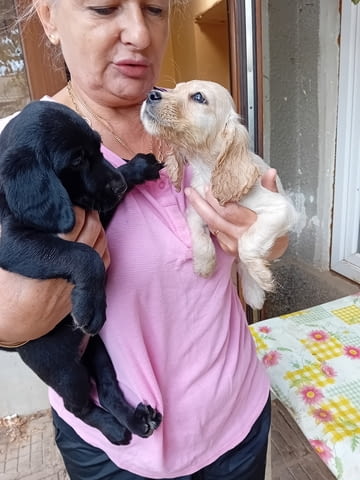 Продавам кокерчета American Cocker Spaniel, 2 Months, Vaccinated - Yes - city of Popovo | Dogs - снимка 2