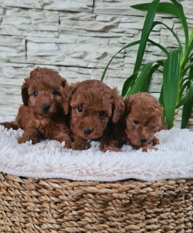 Той Пудел Toy Poodle, Vaccinated - Yes, Dewormed - Yes - city of Izvun Bulgaria | Dogs - снимка 1