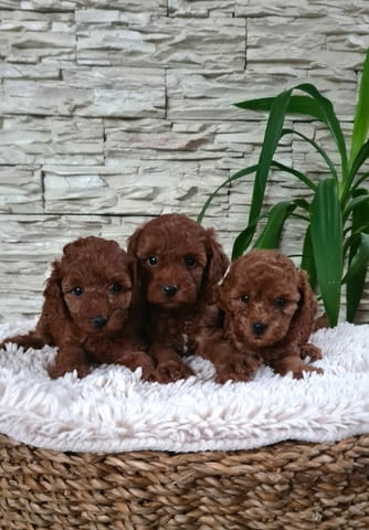 Той Пудел Toy Poodle, Vaccinated - Yes, Dewormed - Yes - city of Izvun Bulgaria | Dogs - снимка 3