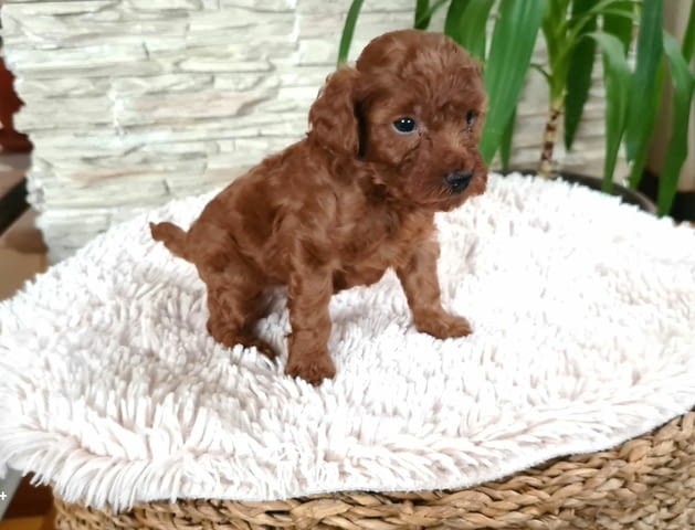 Той Пудел Toy Poodle, Vaccinated - Yes, Dewormed - Yes - city of Izvun Bulgaria | Dogs - снимка 5