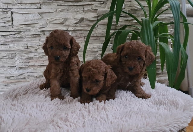 Той Пудел Toy Poodle, Vaccinated - Yes, Dewormed - Yes - city of Izvun Bulgaria | Dogs - снимка 6