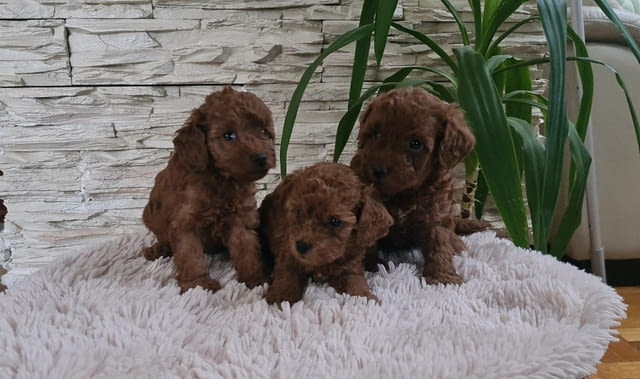 Той Пудел Toy Poodle, Vaccinated - Yes, Dewormed - Yes - city of Izvun Bulgaria | Dogs - снимка 7