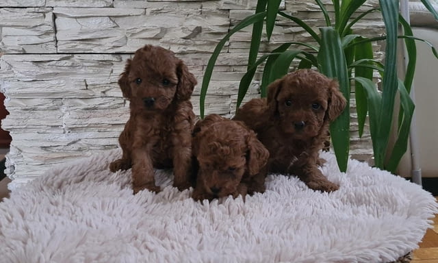 Той Пудел Toy Poodle, Vaccinated - Yes, Dewormed - Yes - city of Izvun Bulgaria | Dogs - снимка 8