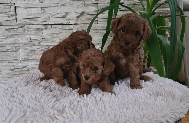 Той Пудел Toy Poodle, Vaccinated - Yes, Dewormed - Yes - city of Izvun Bulgaria | Dogs - снимка 9