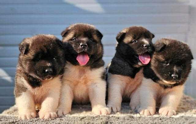 Американска акита, кученца Akita, Vaccinated - Yes - city of Sofia | Dogs - снимка 1