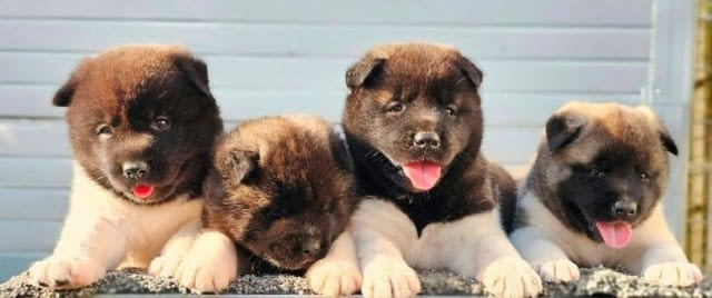 Американска акита, кученца Akita, Vaccinated - Yes - city of Sofia | Dogs - снимка 2