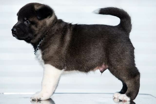 Американска акита, кученца Akita, Vaccinated - Yes - city of Sofia | Dogs - снимка 3