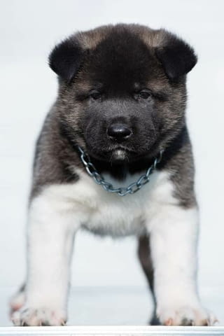 Американска акита, кученца Akita, Vaccinated - Yes - city of Sofia | Dogs - снимка 4