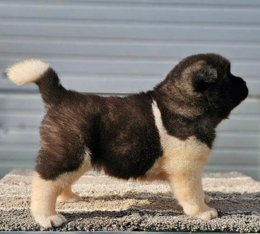 Американска акита, кученца Akita, Vaccinated - Yes - city of Sofia | Dogs - снимка 5