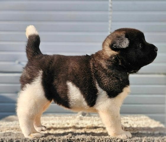 Американска акита, кученца Akita, Vaccinated - Yes - city of Sofia | Dogs - снимка 8