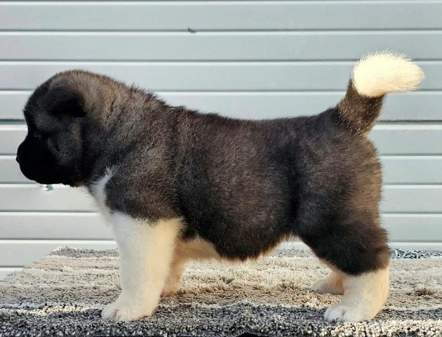 Американска акита, кученца Akita, Vaccinated - Yes - city of Sofia | Dogs - снимка 9