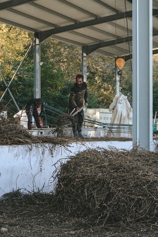 Продавам семена немска лайка сорт Злоте ланд, city of Burgas | Flowers & Pots - снимка 4