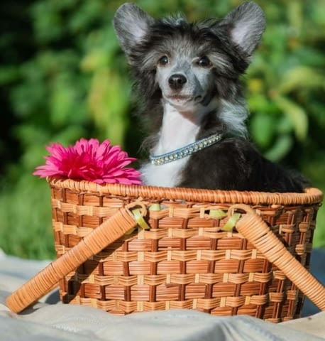 Китайско качулато куче женско кученце Chinese Nude Crested Dog, Vaccinated - Yes, Dewormed - Yes - city of Izvun Bulgaria | Dogs - снимка 1