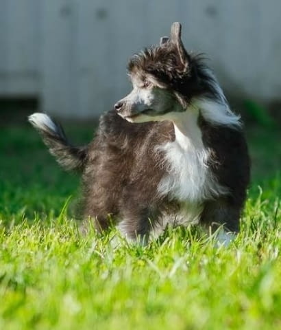 Китайско качулато куче женско кученце Chinese Nude Crested Dog, Vaccinated - Yes, Dewormed - Yes - city of Izvun Bulgaria | Dogs - снимка 2