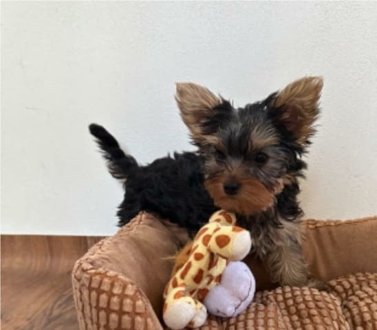 Мини йоркширски териери - момиченца Yorkshire Terrier, 2 Months, Vaccinated - Yes - city of Sеptеmvri | Dogs - снимка 1