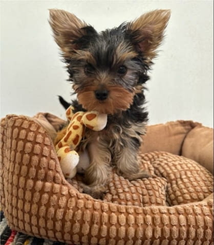 Мини йоркширски териери - момиченца Yorkshire Terrier, 2 Months, Vaccinated - Yes - city of Sеptеmvri | Dogs - снимка 2