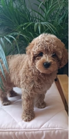 Mini female poodle Пудел мини, 2 месеца - град Извън България | Кучета - снимка 2