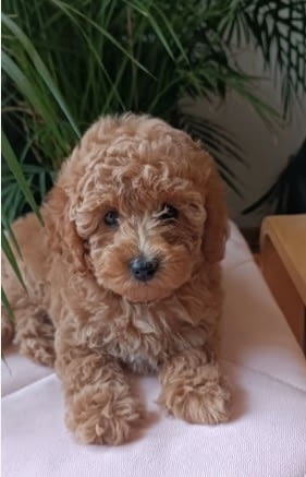 Mini female poodle Пудел мини, 2 месеца - град Извън България | Кучета - снимка 5