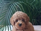 Mini female poodle