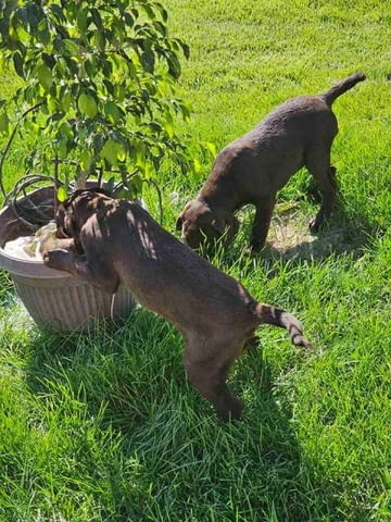 Шоколадов лабрадор, женски кученца Другa - city of Sofia | Dogs - снимка 4