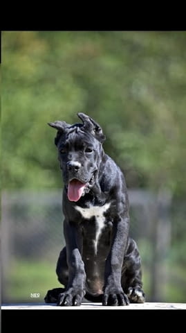 Кученца кане корсо Kanekorso, 3 Months - city of Izvun Bulgaria | Dogs - снимка 2