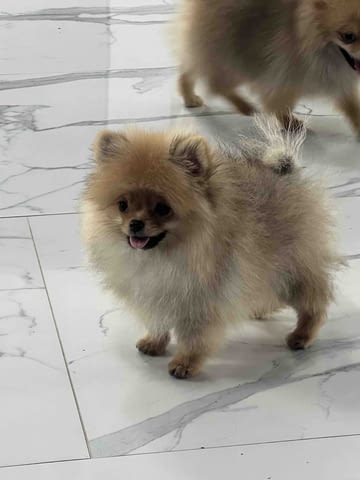 Померански шпиц кученца Pomeranian, Vaccinated - Yes, Dewormed - Yes - city of Izvun Bulgaria | Dogs - снимка 2