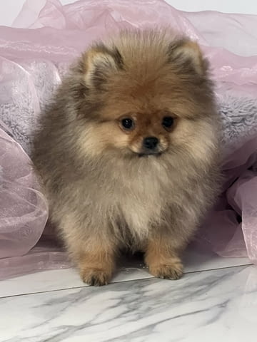 Померански шпиц кученца Pomeranian, Vaccinated - Yes, Dewormed - Yes - city of Izvun Bulgaria | Dogs - снимка 4