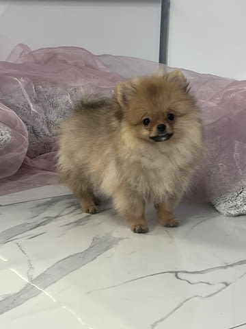 Померански шпиц кученца Pomeranian, Vaccinated - Yes, Dewormed - Yes - city of Izvun Bulgaria | Dogs - снимка 6