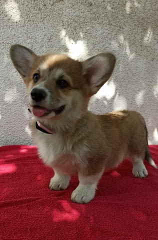 CORGI WELSH PEMBROKE puppies for sale Welsh Korgi Pambrook, 3 Months - city of Izvun Bulgaria | Dogs - снимка 1