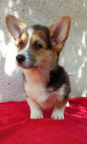 CORGI WELSH PEMBROKE puppies for sale Welsh Korgi Pambrook, 3 Months - city of Izvun Bulgaria | Dogs - снимка 3