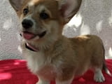 CORGI WELSH PEMBROKE puppies for sale