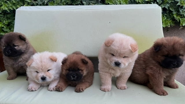 Чау чау кученца за продажба Chow-Chow, Vaccinated - Yes, Dewormed - Yes - city of Izvun Bulgaria | Dogs - снимка 1