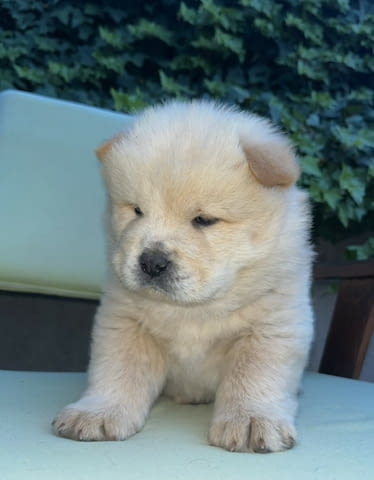 Чау чау кученца за продажба Chow-Chow, Vaccinated - Yes, Dewormed - Yes - city of Izvun Bulgaria | Dogs - снимка 3