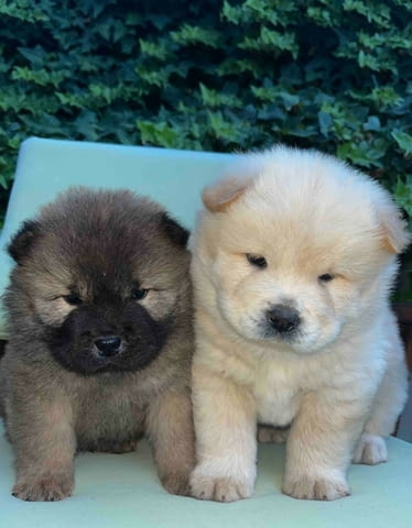 Чау чау кученца за продажба Chow-Chow, Vaccinated - Yes, Dewormed - Yes - city of Izvun Bulgaria | Dogs - снимка 5