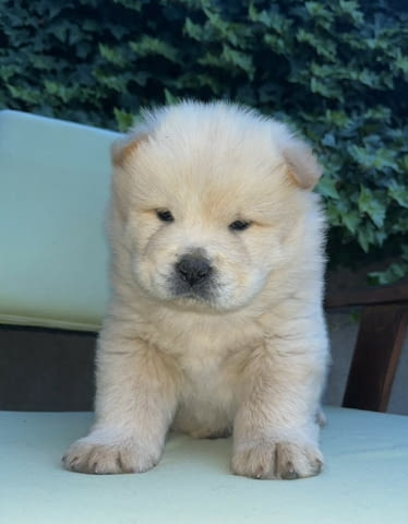 Чау чау кученца за продажба Chow-Chow, Vaccinated - Yes, Dewormed - Yes - city of Izvun Bulgaria | Dogs - снимка 6