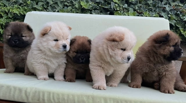 Чау чау кученца за продажба Chow-Chow, Vaccinated - Yes, Dewormed - Yes - city of Izvun Bulgaria | Dogs - снимка 7