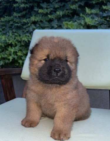 Чау чау кученца за продажба Chow-Chow, Vaccinated - Yes, Dewormed - Yes - city of Izvun Bulgaria | Dogs - снимка 8