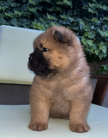 Чау чау кученца за продажба Chow-Chow, Vaccinated - Yes, Dewormed - Yes - city of Izvun Bulgaria | Dogs - снимка 9