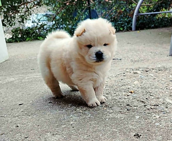 Чау чау кученца за продажба Chow-Chow, Vaccinated - Yes, Dewormed - Yes - city of Izvun Bulgaria | Dogs - снимка 10