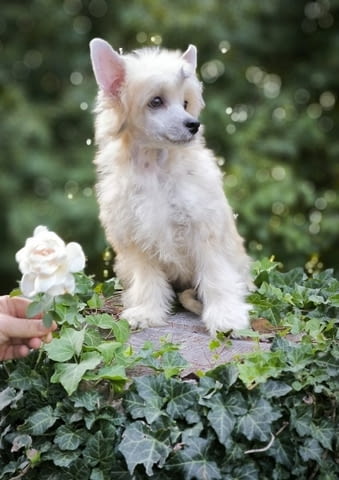 Китайско качулато куче Chinese Nude Crested Dog, 2 Months, Vaccinated - Yes - city of Izvun Bulgaria | Dogs - снимка 3