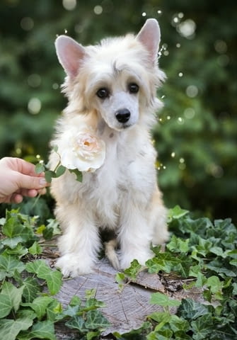 Китайско качулато куче Chinese Nude Crested Dog, 2 Months, Vaccinated - Yes - city of Izvun Bulgaria | Dogs - снимка 4