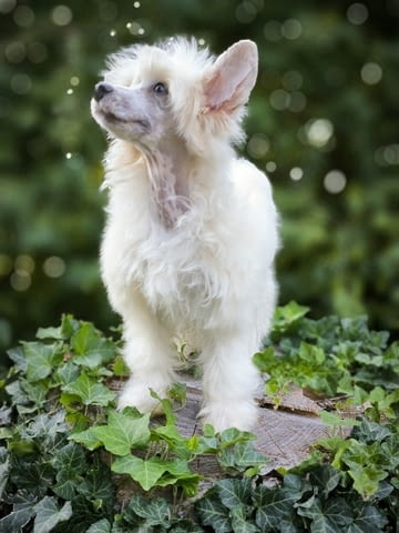 Китайско качулато куче Chinese Nude Crested Dog, 2 Months, Vaccinated - Yes - city of Izvun Bulgaria | Dogs - снимка 5