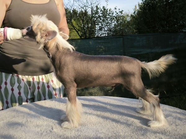 Китайско качулато куче Chinese Nude Crested Dog, 2 Months, Vaccinated - Yes - city of Izvun Bulgaria | Dogs - снимка 6