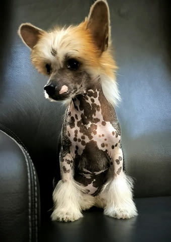 Китайско качулато куче Chinese Nude Crested Dog, 2 Months, Vaccinated - Yes - city of Izvun Bulgaria | Dogs - снимка 7