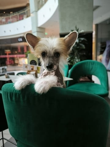 Китайско качулато куче Chinese Nude Crested Dog, 2 Months, Vaccinated - Yes - city of Izvun Bulgaria | Dogs - снимка 9