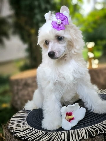 Китайско качулато куче Chinese Nude Crested Dog, 2 Months, Vaccinated - Yes - city of Izvun Bulgaria | Dogs - снимка 10