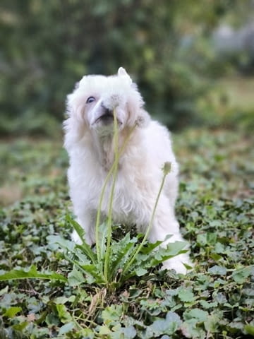 Китайско качулато куче Chinese Nude Crested Dog, 2 Months, Vaccinated - Yes - city of Izvun Bulgaria | Dogs - снимка 11