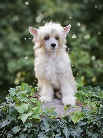 Китайско качулато куче Chinese Nude Crested Dog, 2 Months, Vaccinated - Yes - city of Izvun Bulgaria | Dogs - снимка 12