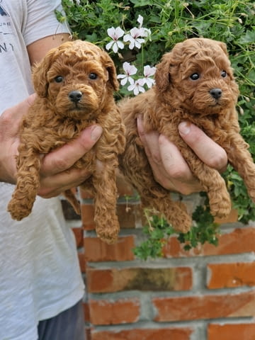 Mini poodles Mini Poodle, 2 Months - city of Izvun Bulgaria | Dogs - снимка 1